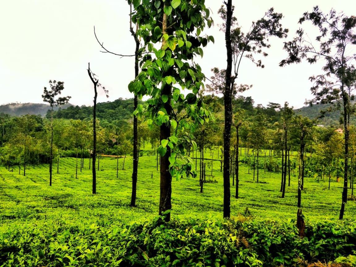 Wooden Cottages Glen Wayanad Meppādi Dış mekan fotoğraf
